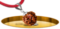 Four Mukhi Rudraksh - In Thread