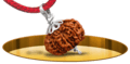 Fourteen Mukhi Rudraksh - In Thread