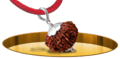 Thirteen Mukhi Rudraksh - In Thread