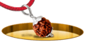 Three Mukhi Rudraksh - In Thread