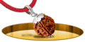Six Mukhi Rudraksh - In Thread